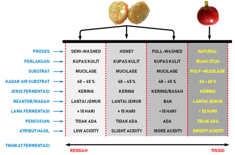 PERAN FERMENTASI DALAM PANEN DAN PASCAPANEN KOPI - Coffee & Cacao Training Center