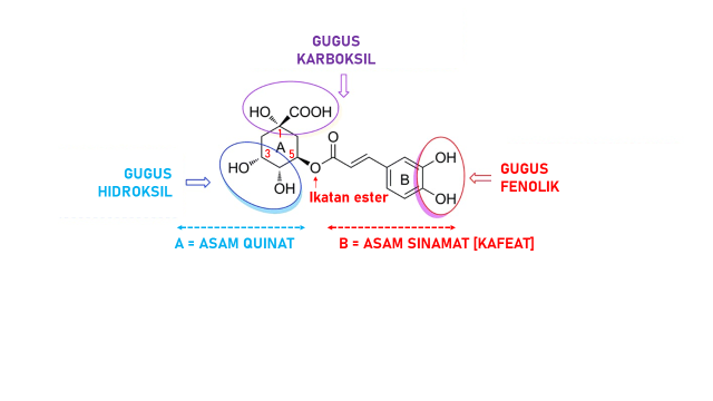 Asam klorogenik berfungsi sebagai antioksidan yang dapat menetralkan radikal bebas yang menjadi obat