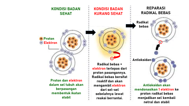 Asam klorogenik berfungsi sebagai antioksidan yang dapat menetralkan radikal bebas yang menjadi obat