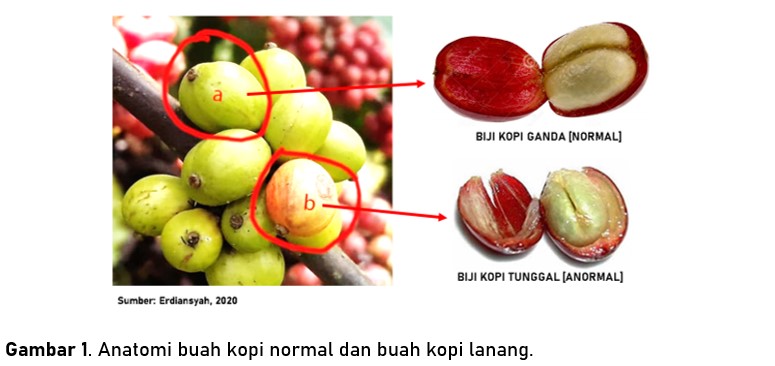 Wilayah penghasil kopi yang ditunjukkan pada gambar adalah